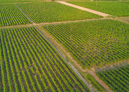Several rectangular fields of green crops.