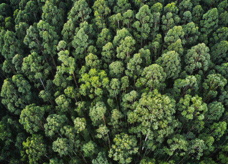 A forest of tall green trees viewed from above. Tall narrow trunks can be seen disappearing down under all the trees.