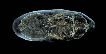 The inside of a fly pupa visualised by Erica Seccombe.