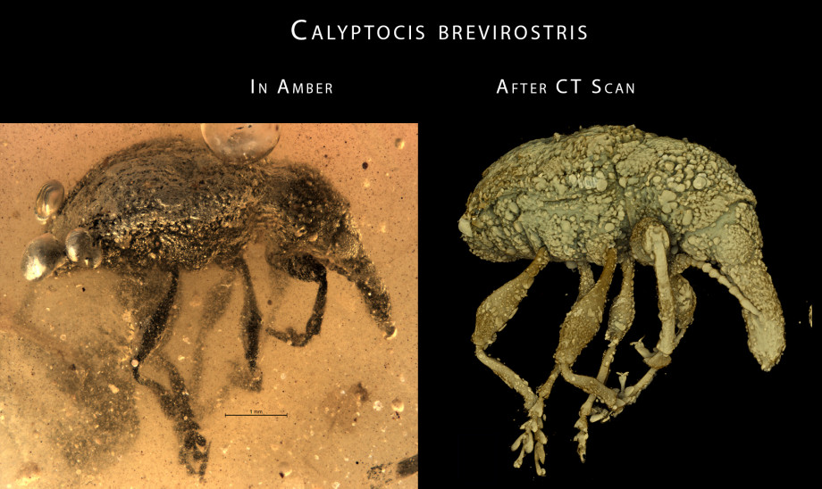 Two views of a fossilised weevil side by side, on the left the weevil trapped in amber and obscured by bubbles, on the right visualised using a CT scanner and Drishti technology.