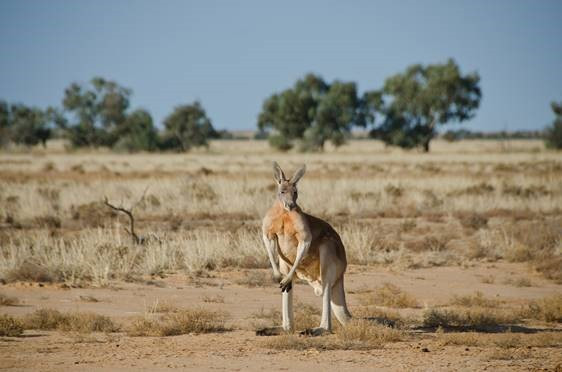 A Red Kangaroo stands facing towards the camera in a dusty grassland.