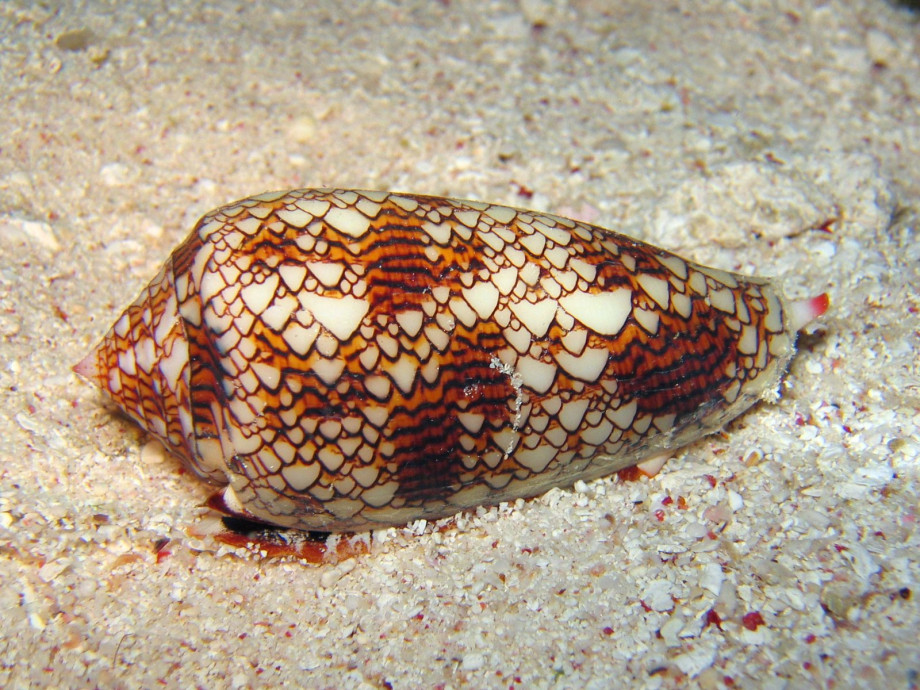 A marine cone snail viewed up close underwater. It has a pointed oval shape and is covered in white and red triangular markings on the shell.