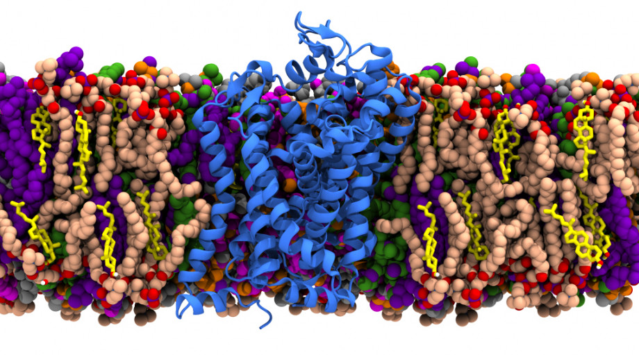 Neurotransmitter transporters (blue) in the phospholipid membrane of nerve synapses are involved in our perception of pain, anxiety, depression, and in disorders such as epilepsy, Parkinson's disease, schizophrenia and autism. The phospholipid membrane is made up of a number of different lipids (coloured) and cholesterol (yellow). Neurotransmitter transporters are a promising target for drug development.