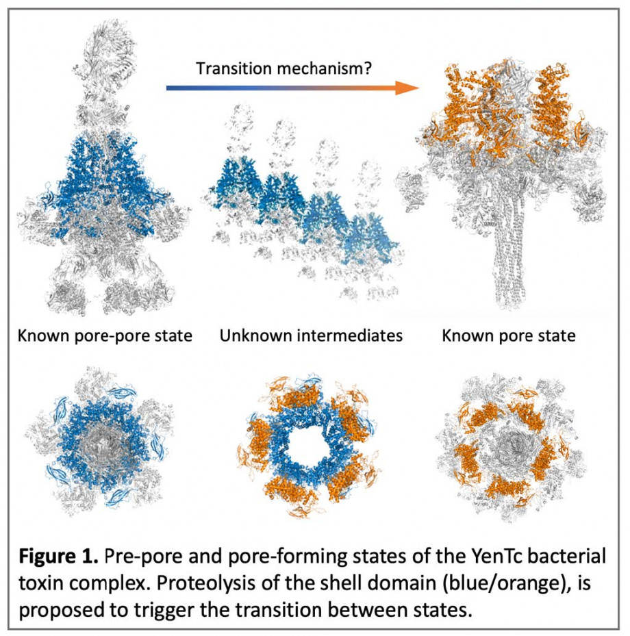 A scientific visualisation showing multiple forms of the bacterial toxin being studied by Dr Deplazes.