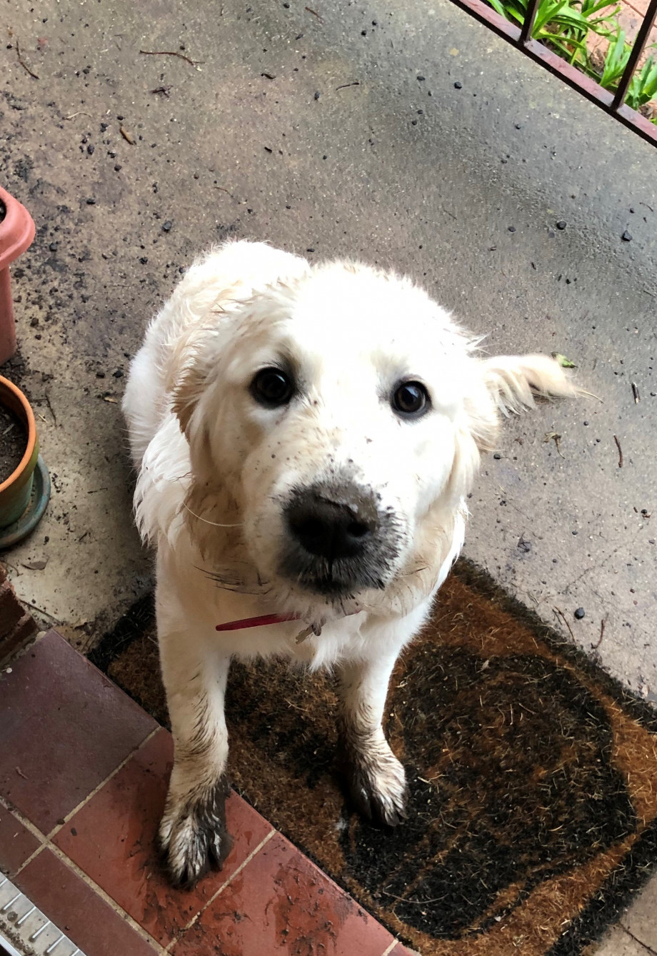 Brad Tucker's adorable puppy dog