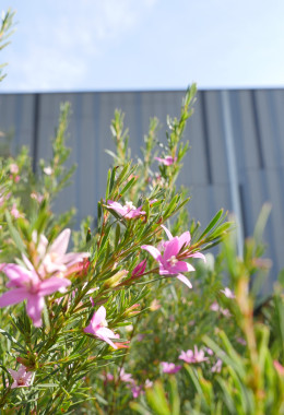 Close up view of bright pink flowers amongst green foliage, with the NCI building as a backdrop.
