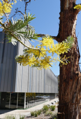 Flowering yellow wattles in front of the NCI building.