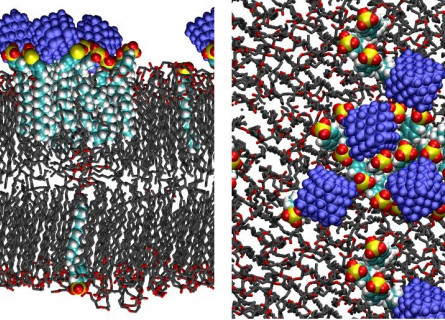 Molecular simulations of a crystallized fat layer (gray/red) disrupted by nanodiamonds (blue) and detergent molecules (cyan/yellow/red).