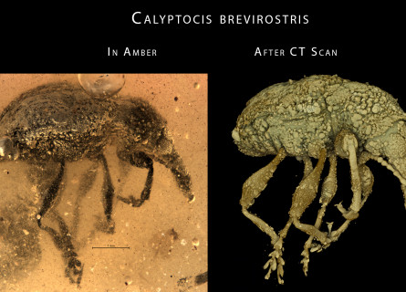 Two views of a fossilised weevil side by side, on the left the weevil trapped in amber and obscured by bubbles, on the right visualised using a CT scanner and Drishti technology.