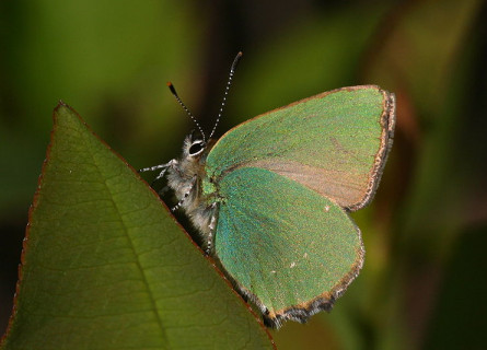 A butterfly with shiny green wings standing on a leaf.