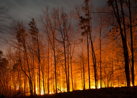 A forest of tall thin dark trees with a bright orange and yellow glow of fire all around them.