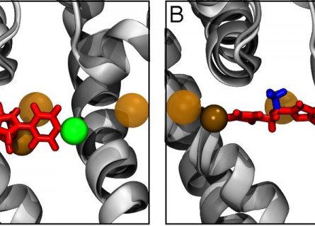 Two diagrams showing the binding modes of a drug molecule in neutral and charged states.