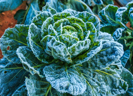 A healthy, green lettuce with heavy frost over all its leaves.