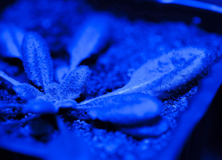 Close-up of a leafy plant in a dark room, illuminated by a UV light.