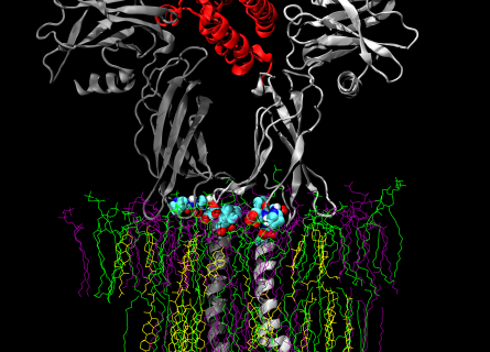The hormone erythropoietin (red) bound to its receptor (grey). Binding of the hormone causes a rotation of the two receptors transmitting a signal through the membrane. The aim is to understand how the molecules at the receptor/membrane boundary (spheres) are coupled.