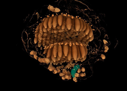 The internal structure of a wasp's nest, showing many independent pods and the queen wasp highlighted in green.