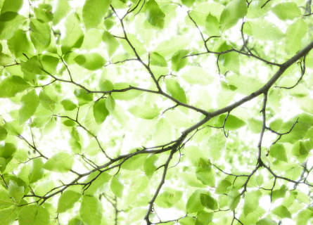 The thin branch of a tree viewed from underneath, with bright light shining down through many green leaves.