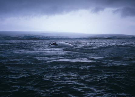 A dark ocean looking towards ice shelves in the distance, and the belly of a whale peaking up above the surface.