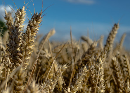 Close up of a stalk of wheat showing the grains bulging out of the head. A field of wheat is blurry in the background.