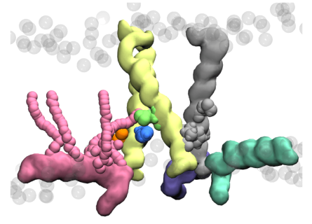 The MDFIC protein in pink binding with PIEZO, as seen through molecular dynamics simulations.