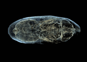The inside of a fly pupa visualised by Erica Seccombe.