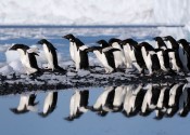 A group of white and black penguins standing on icy rocks and reflected in the water.