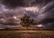 A single gum tree stands in an empty field as dark purple clouds and lightning cover the background.