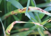 Long green leaves marked by long dark brown and yellow patches.