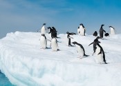 A group of black and white penguins on a large iceberg, with blue-green water visible to the side.