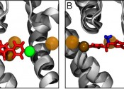 Two diagrams showing the binding modes of a drug molecule in neutral and charged states.