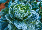 A healthy, green lettuce with heavy frost over all its leaves.