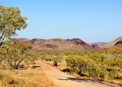 A dirt road extending past low trees and bushes towards brown, desert hills.