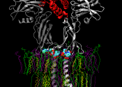 The hormone erythropoietin (red) bound to its receptor (grey). Binding of the hormone causes a rotation of the two receptors transmitting a signal through the membrane. The aim is to understand how the molecules at the receptor/membrane boundary (spheres) are coupled.