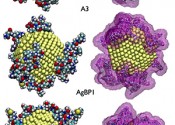 Two view of three different gold nanoparticles covered in different peptides.