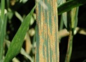 A green leaf from a wheat plant covered in rough, orange stripes.