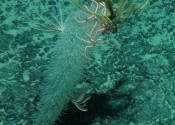 A glass sponge (hexactinellid) with brittlestars and crinoids in the deep-sea of the Faust-Capel basin along the northern Lord Howe Rise (depth ~1.3km)