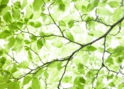 The thin branch of a tree viewed from underneath, with bright light shining down through many green leaves.