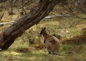 A small and round Bennett's Wallaby standing in a grassy field under a diagonal branch.