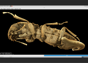A screenshot from the Drishti visualisation application running in a virtual desktop, showing a high resolution scan of an ant.