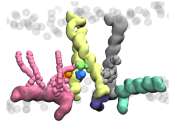 The MDFIC protein in pink binding with PIEZO, as seen through molecular dynamics simulations.