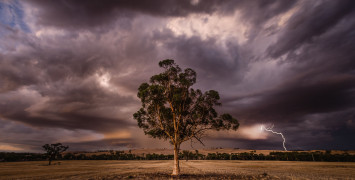 A single gum tree stands in an empty field as dark purple clouds and lightning cover the background.