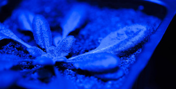 Close-up of a leafy plant in a dark room, illuminated by a UV light.