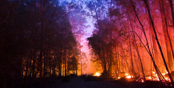 Bushfire among trees in Australia, November 2019